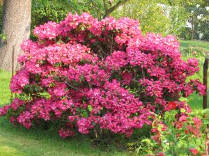 Rhododendron