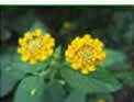 tr�dg�rds blomma