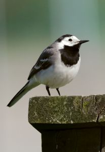 fågel