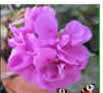 blommande pelargon