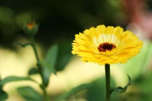 Ringblomma