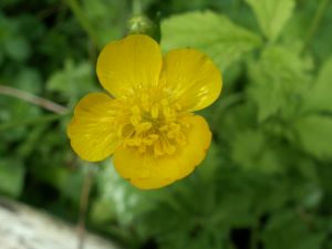 smörblomma