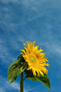 solros