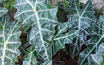 Alocasia sanderiana