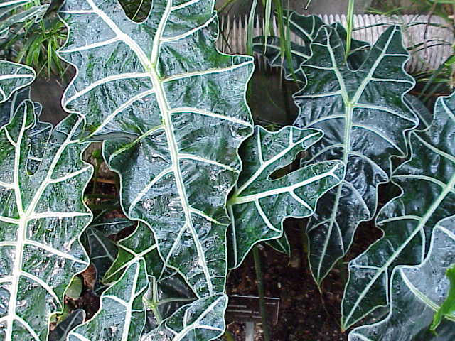 Alocasia sanderiana