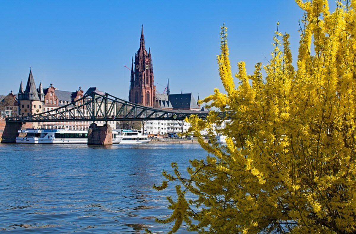 Forsythia i frankfurt