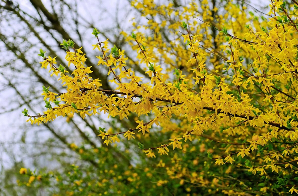 Forsythia på våren