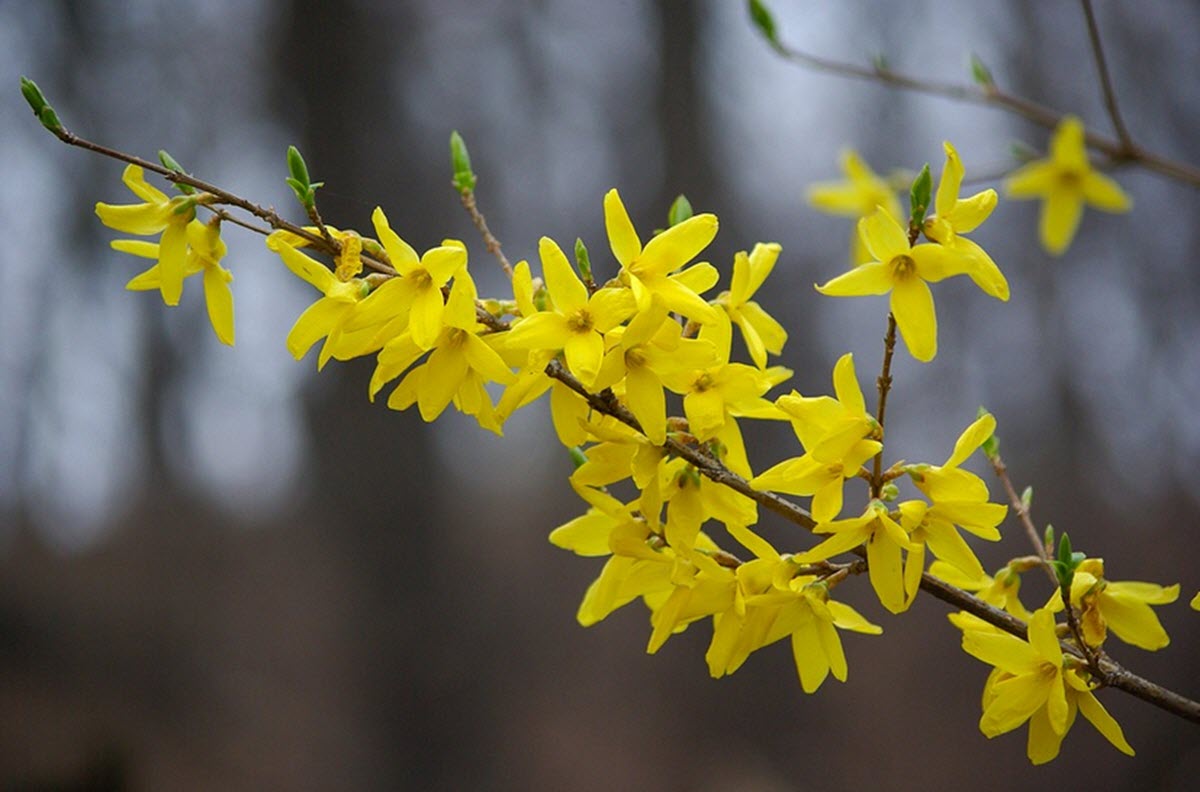 Forsythia blommor