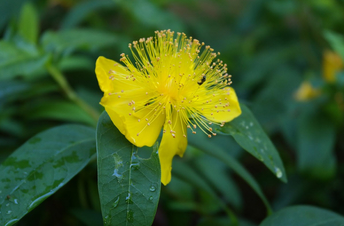 Hyperikum johannesört