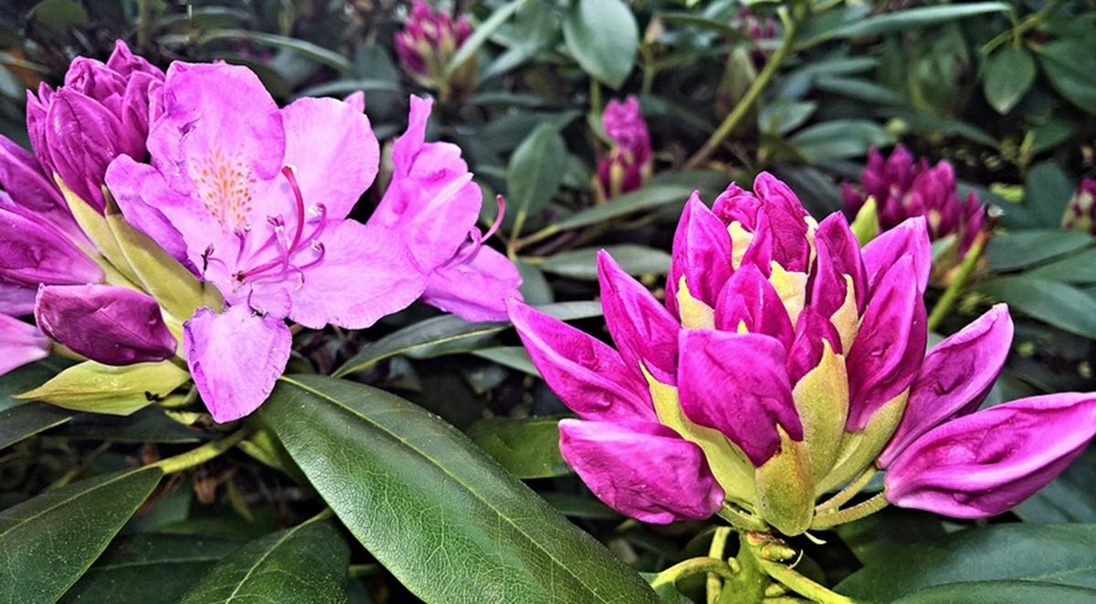 Rhododendron blommor