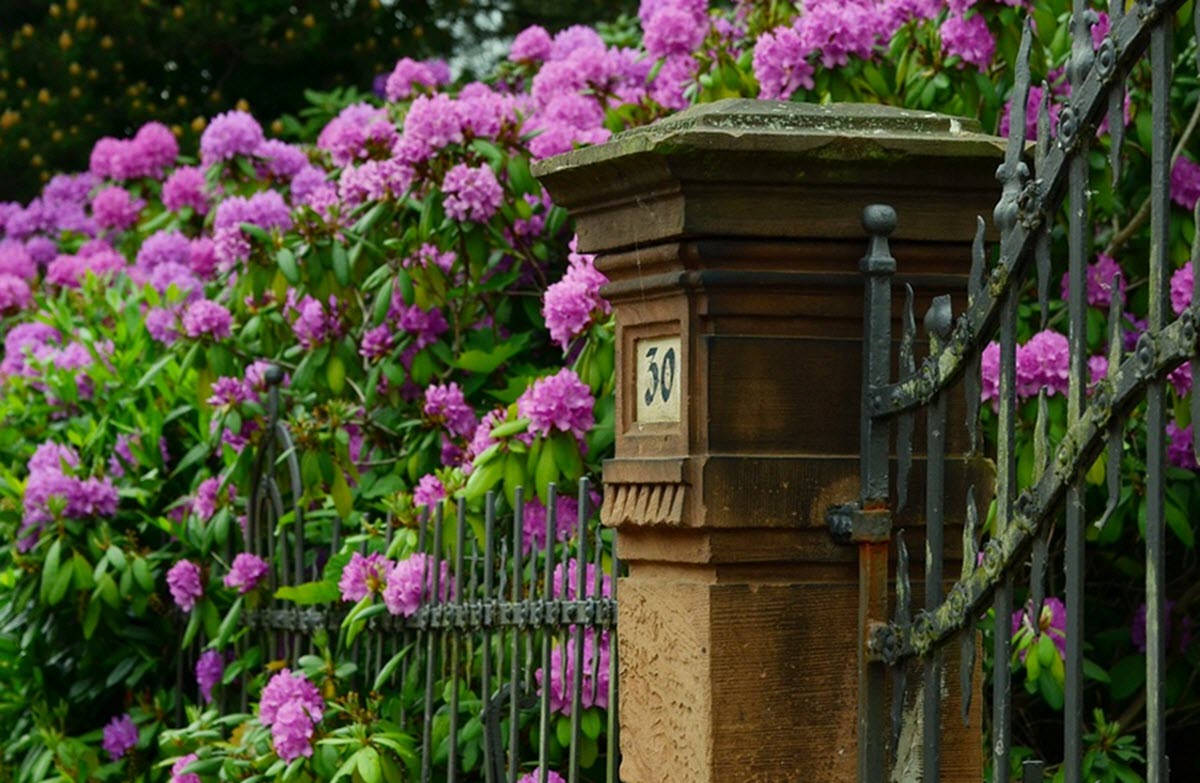 Rhododendron häck