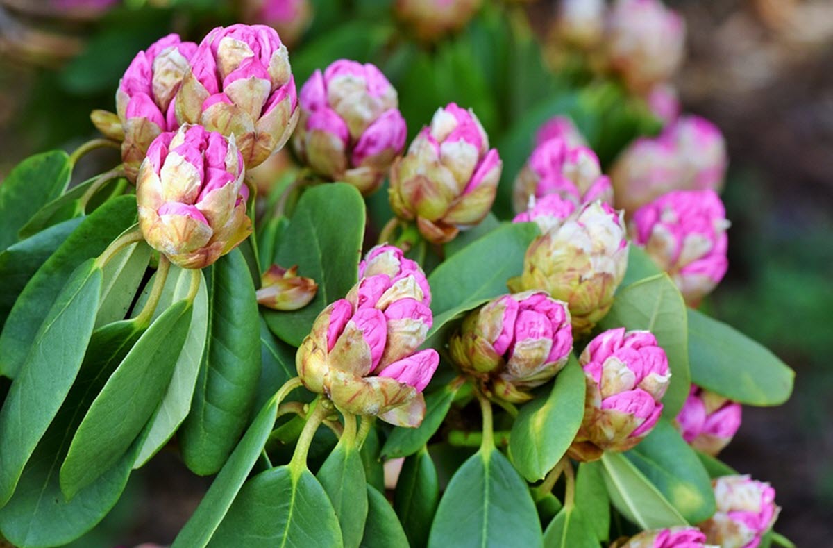 Rhododendron knoppar