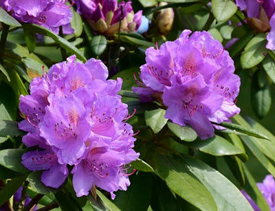 Rhododendron rosa