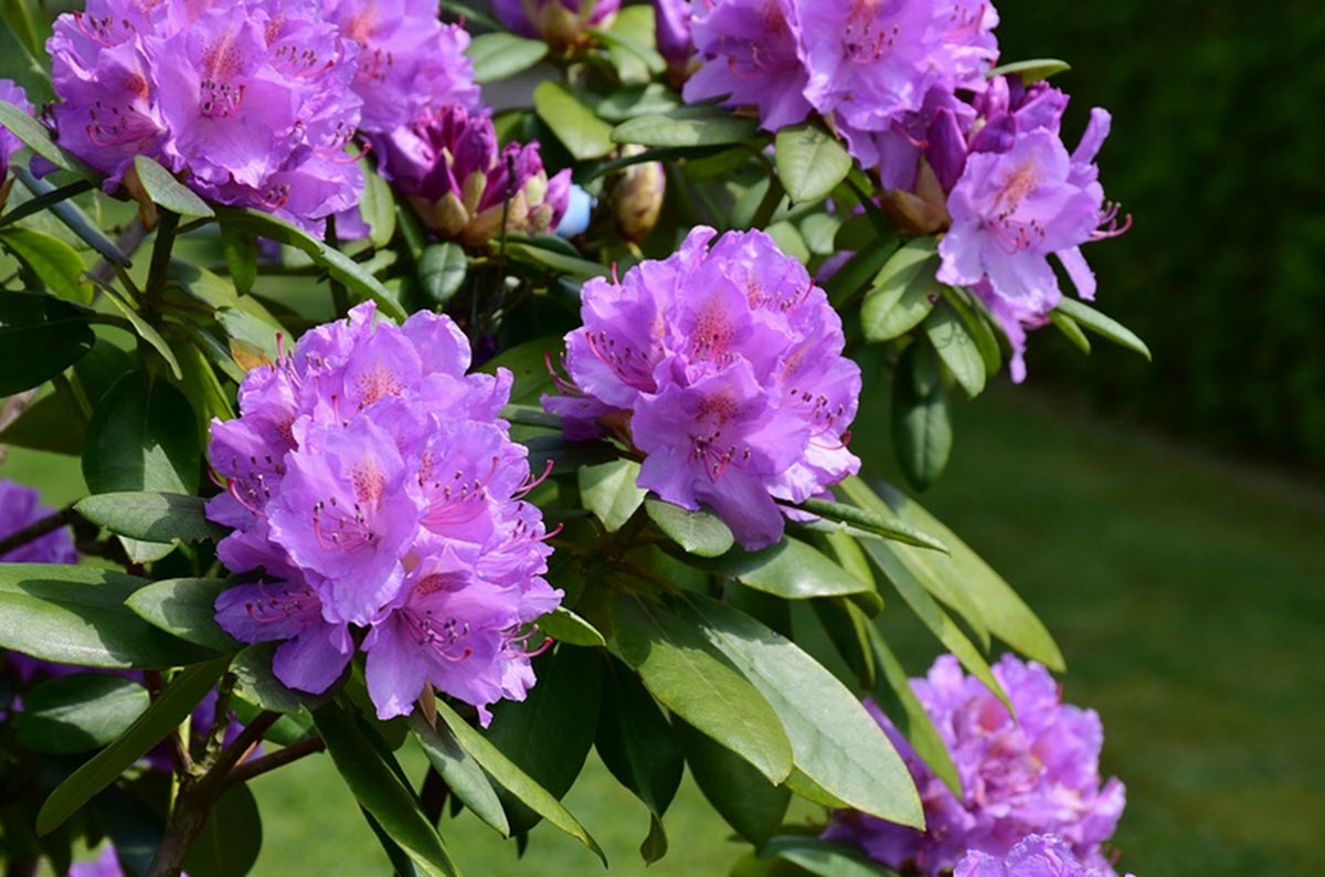 Rhododendron som blommar