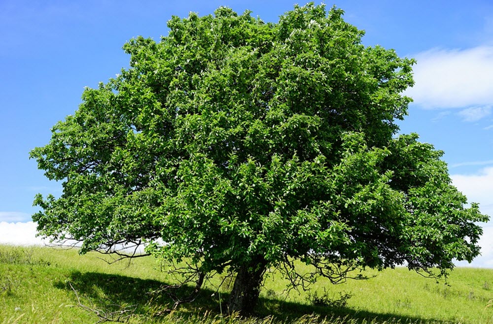 Sorbus aria