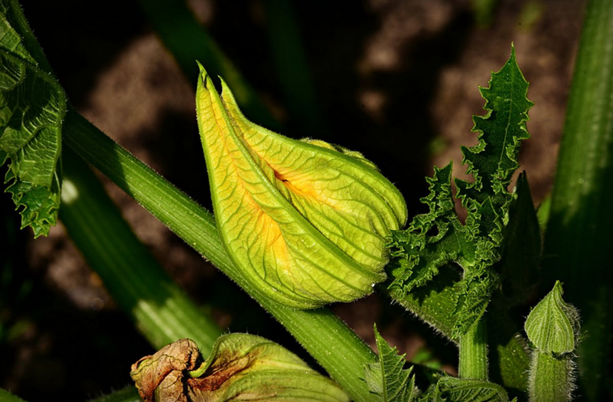 Zucchini blomma