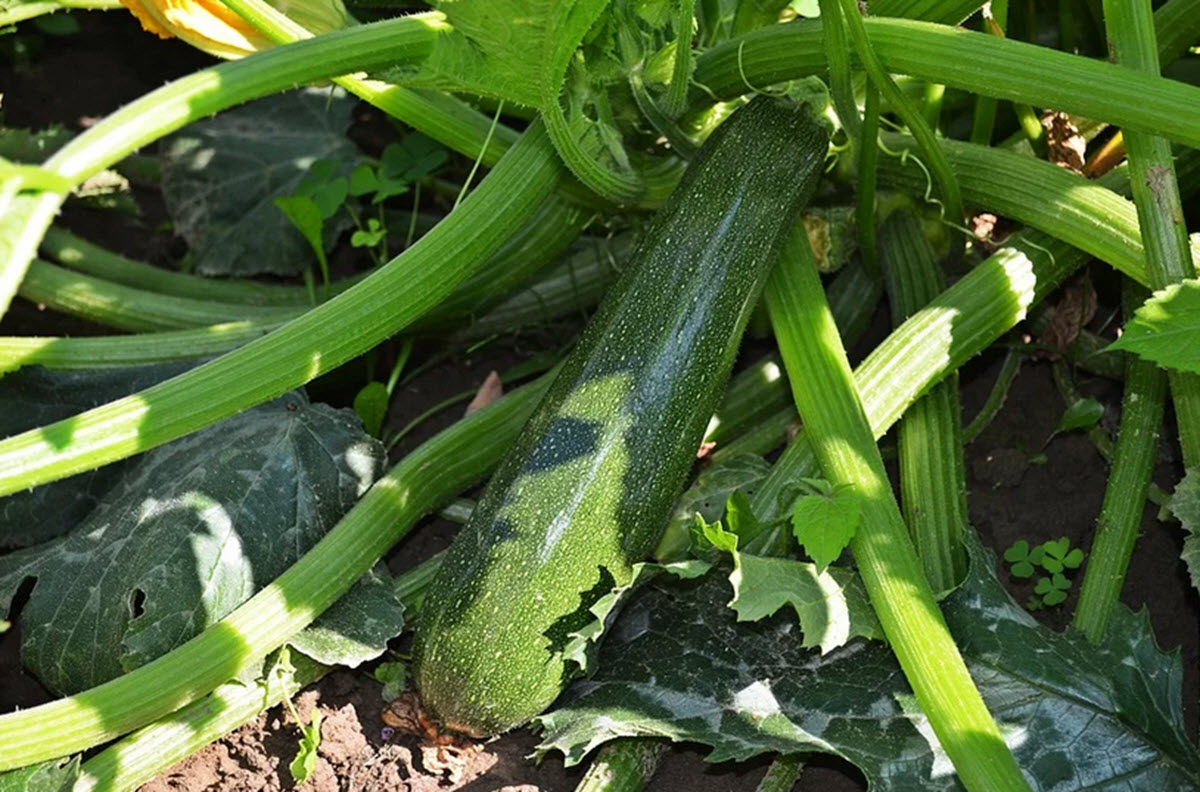 Zucchini planta