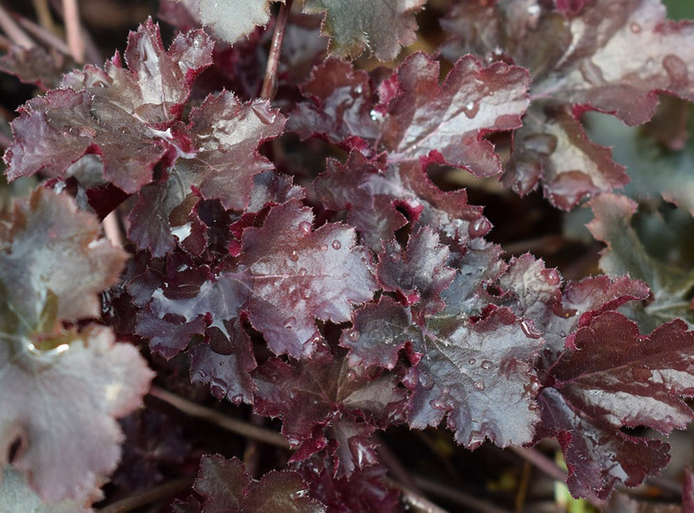 alunrot Heuchera med röda löv