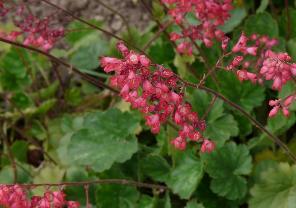 Alunrot blomma