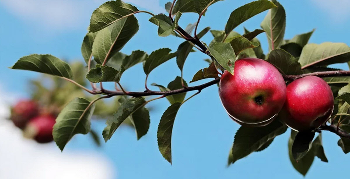 äppelträd med frukt