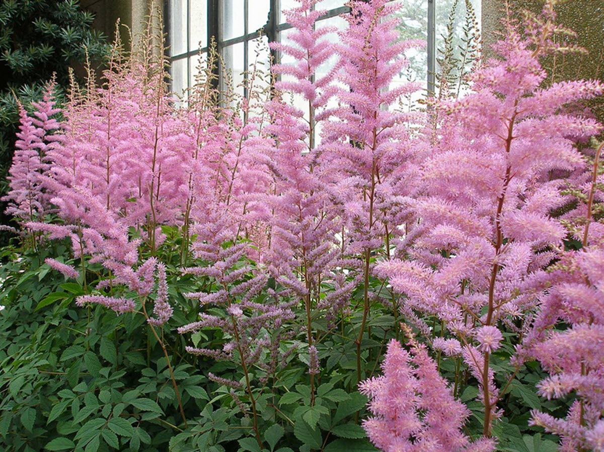 astilbe rabatt