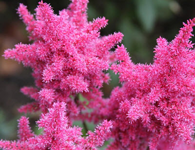 astilbe - perenn trädgårdsväxt