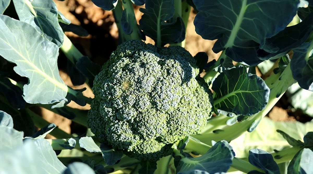 broccoli plantamed blad och blomställning