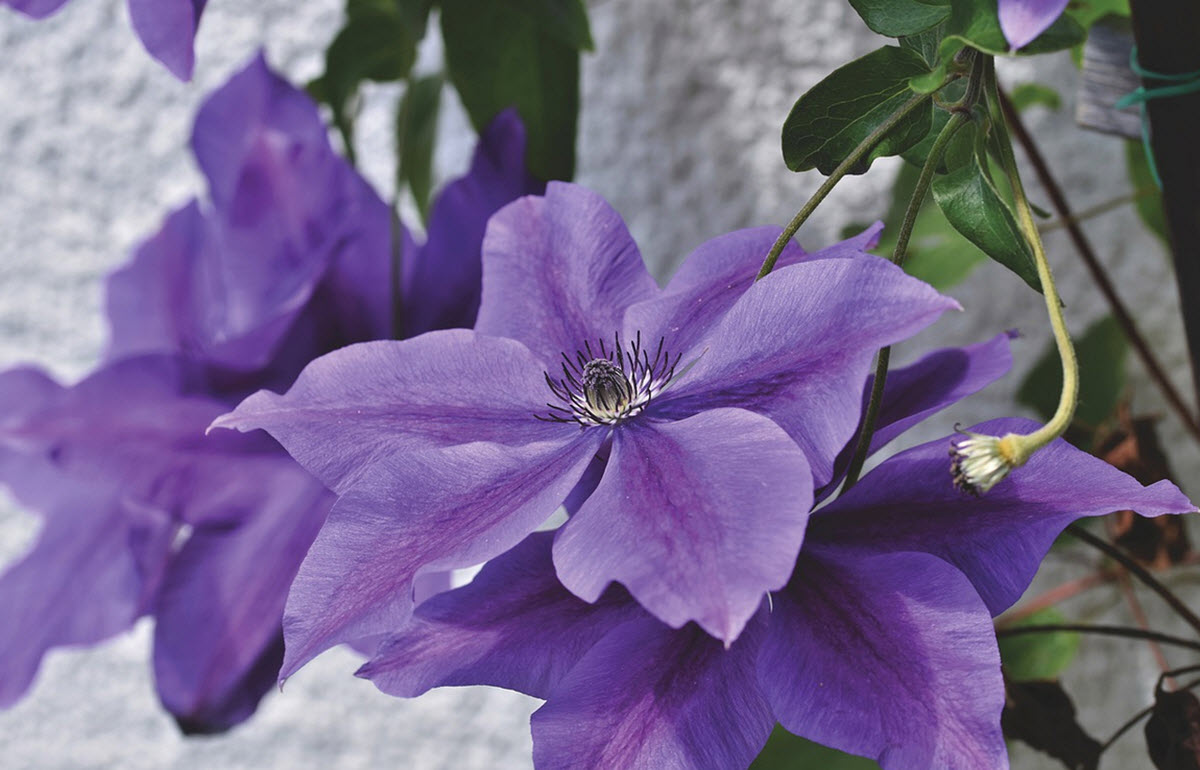 clematis