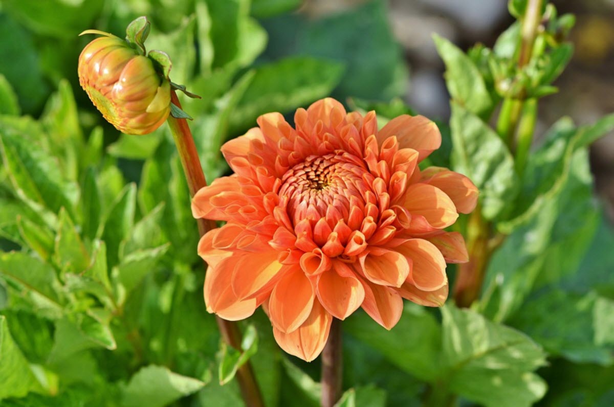 dahlia med blomma och knop