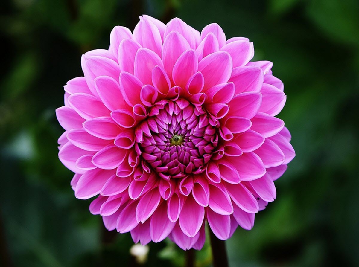 dahlia