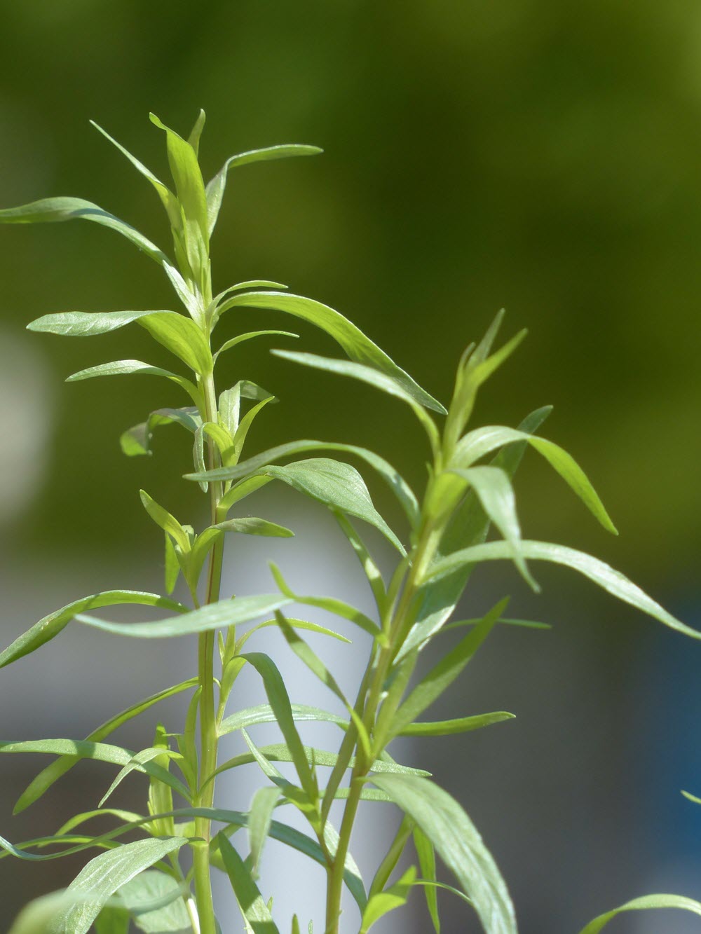 dragon Artemisia dracunculus