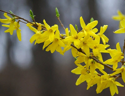 forsythia gul