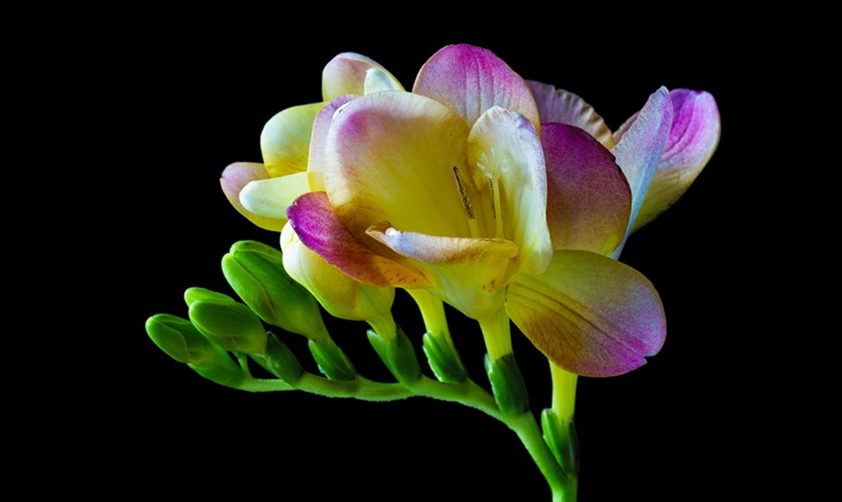 freesia