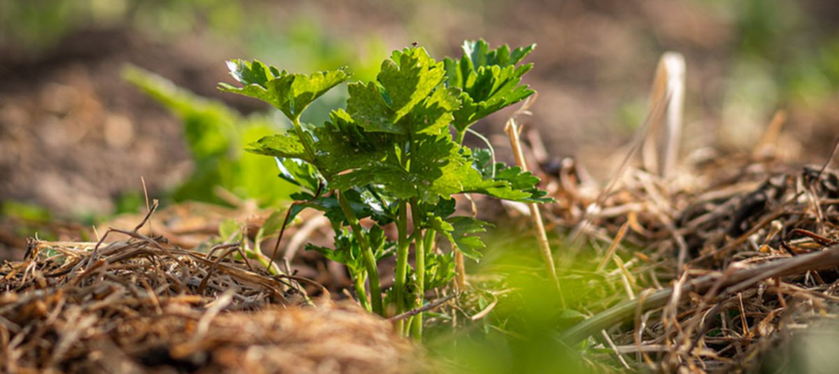 fröplantor selleri