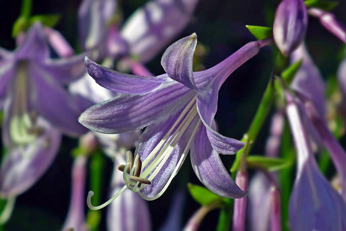 funkia blomma