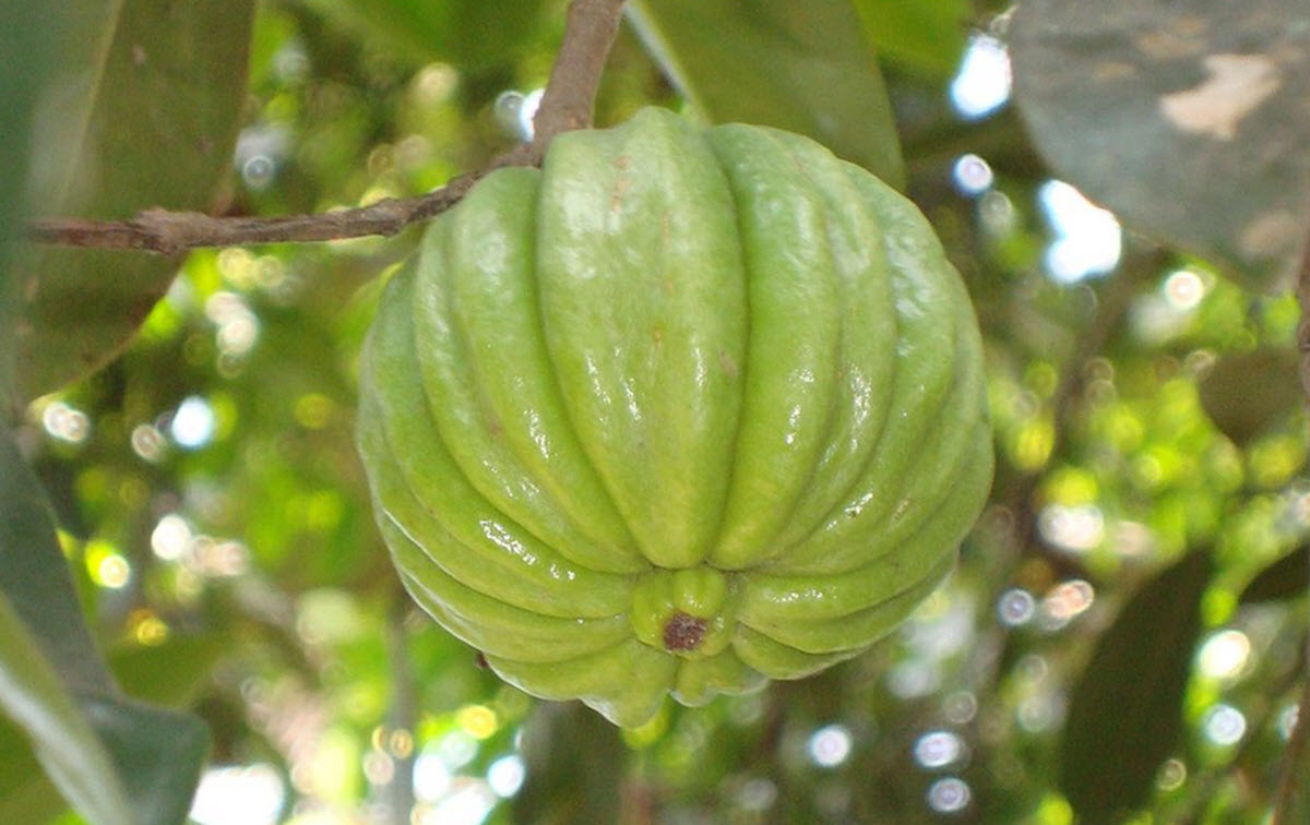 garcinia gummi-gutta