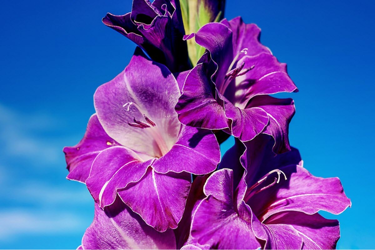 gladiolusblomma