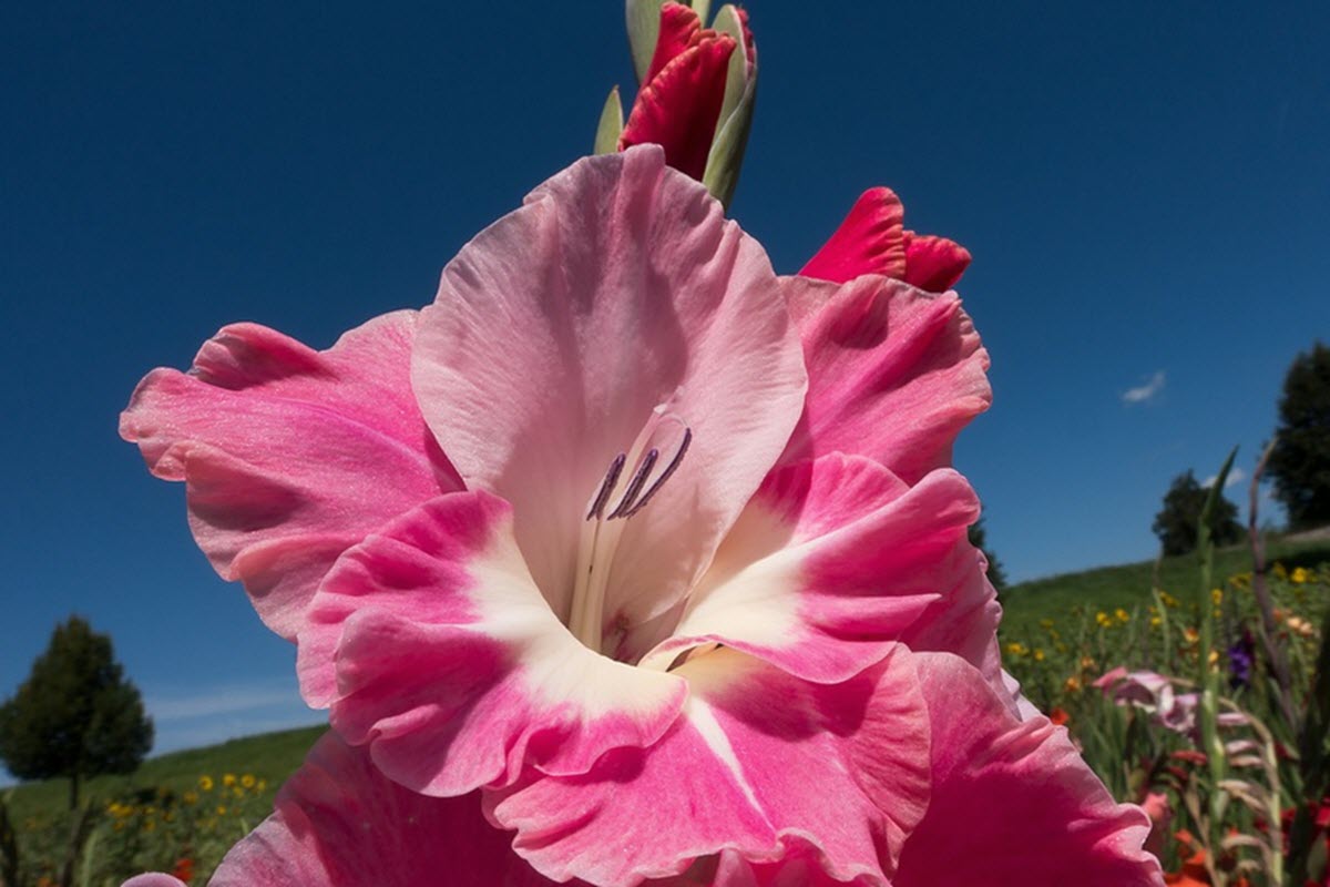 gladioluslök