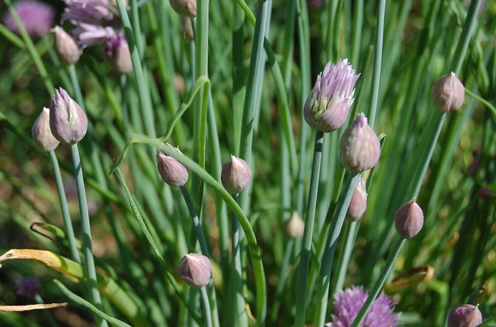 gräslök Allium schoenoprasum