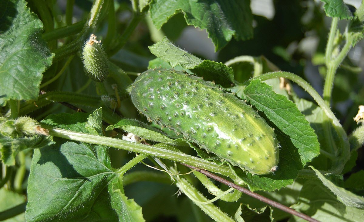 gurkplanta från frö