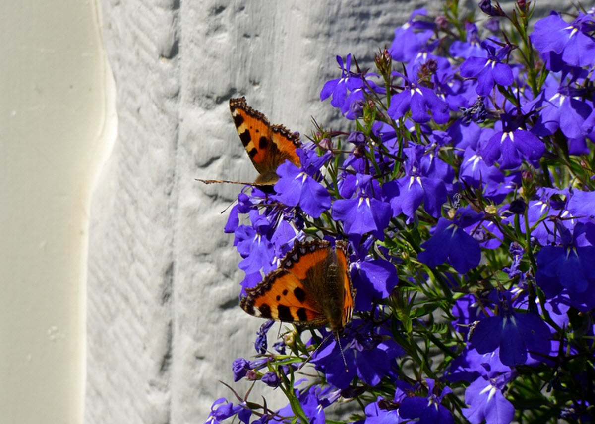 hänglobelia