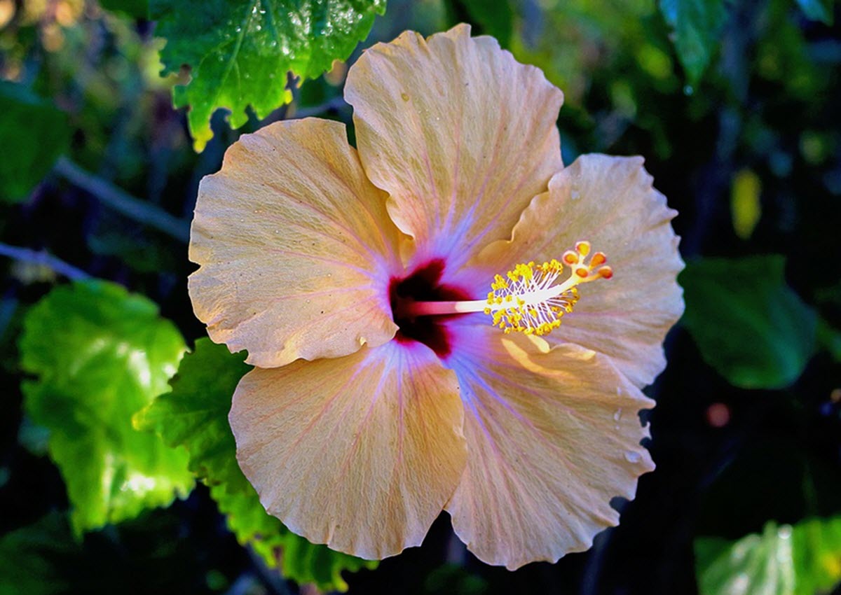 hibiskusblomma