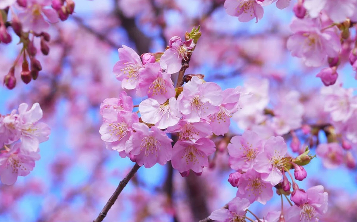 körsbärsblommor