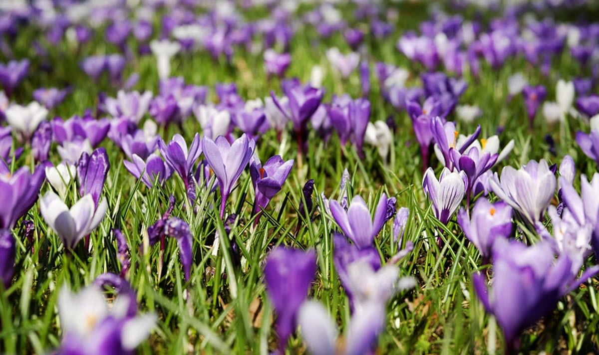 krokus i gräsmatta