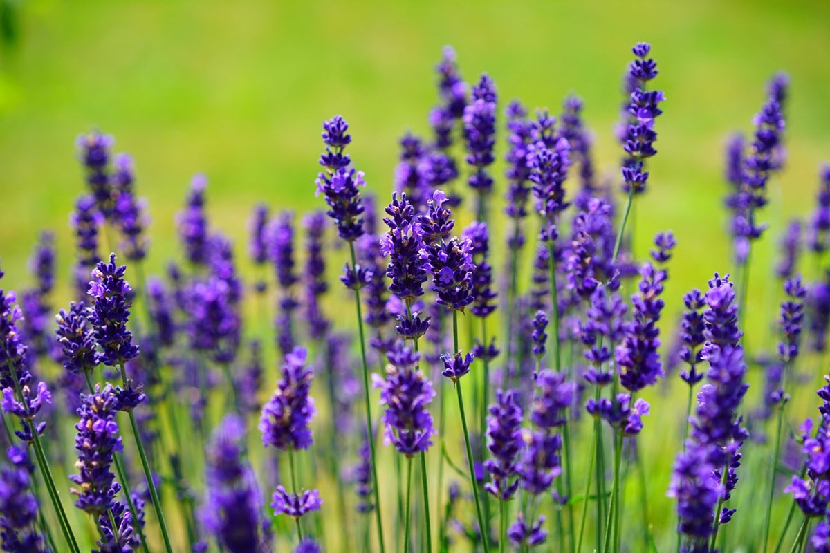 lavendel blomma