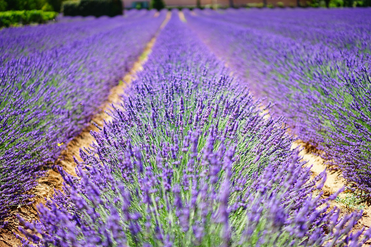 lavendel fält