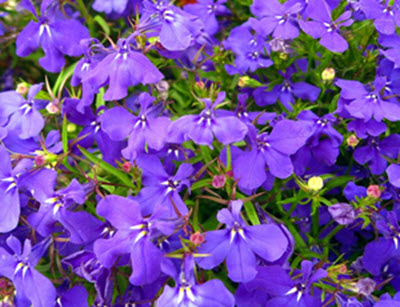 lobelia annuell trädgårdsväxter