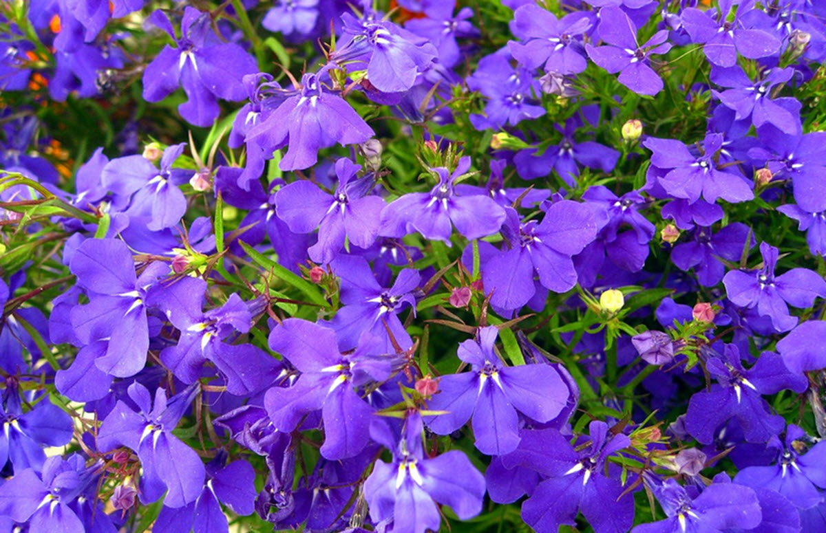 lobelia