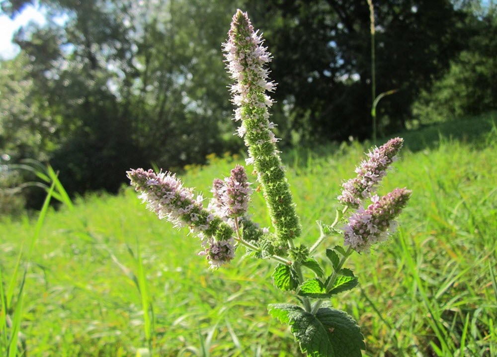 mynta blomma