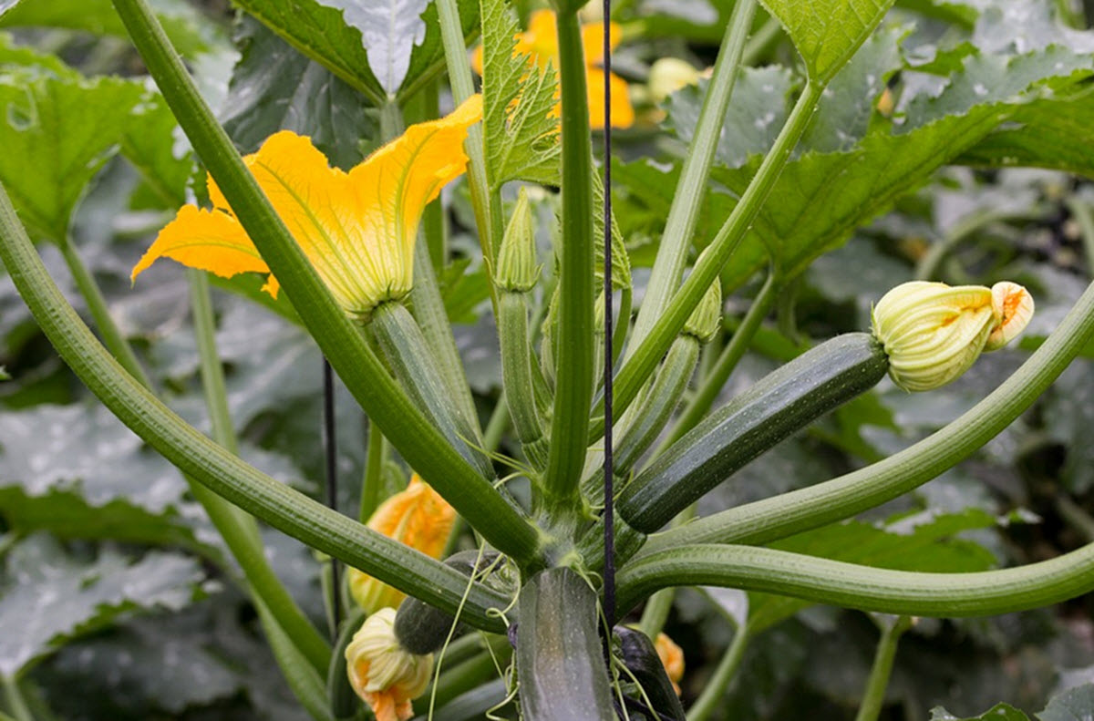 odla Zucchini